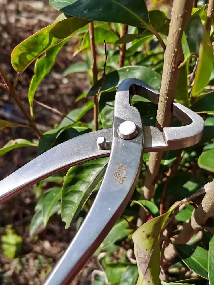 Professional Bonsai Tool Set   - Concave Branch Cutter ulasan dan harga